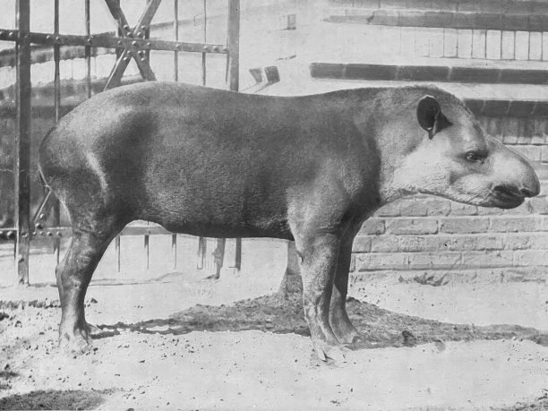 tapir