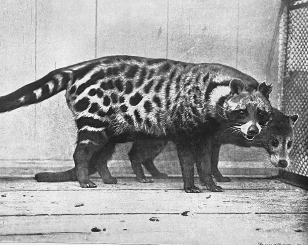 civet