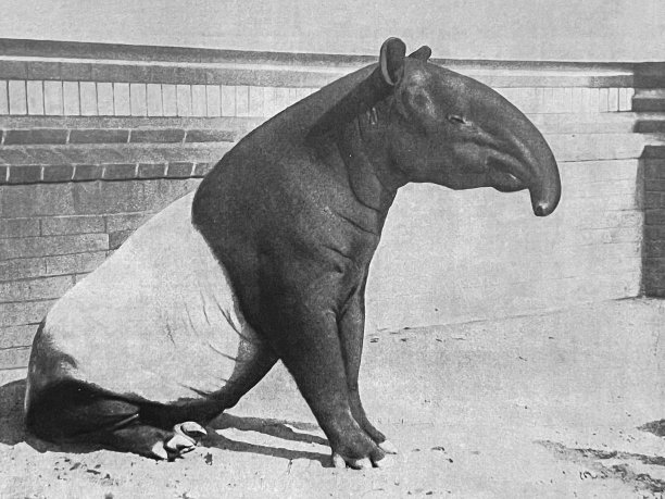 tapir