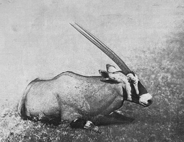 gemsbok