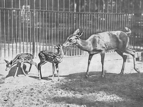 doe