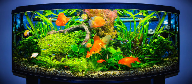 aquarium