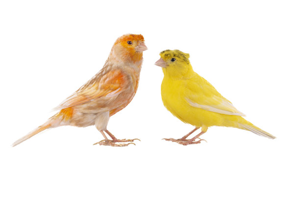 canary