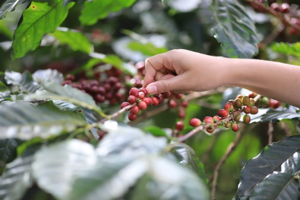 采摘咖啡豆