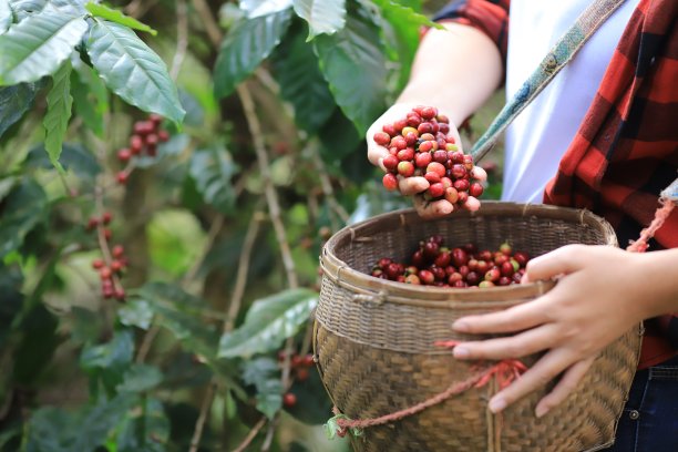 采摘咖啡豆