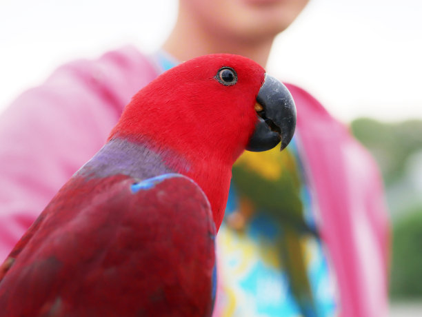 eclectus
