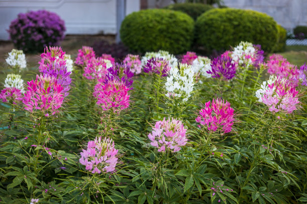 cleome
