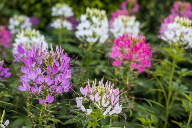 cleome