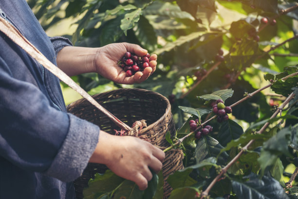 采摘咖啡豆