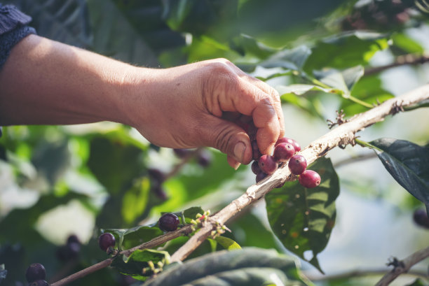 采摘咖啡豆