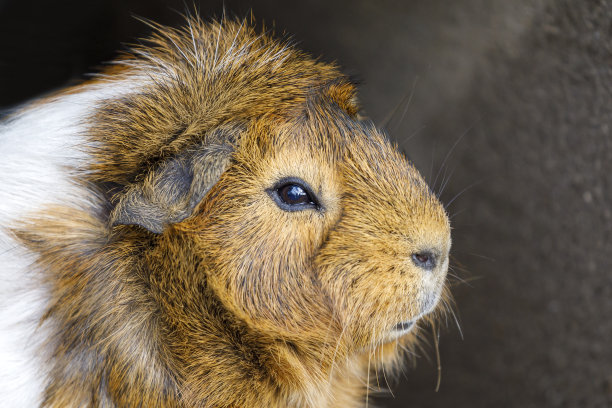 capybara