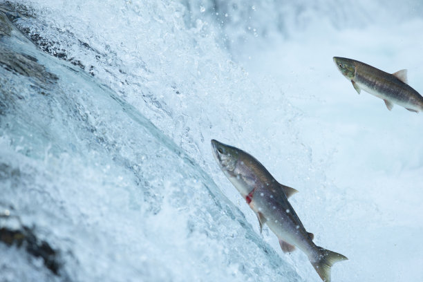 salmo