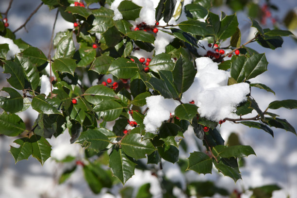 绿色冬青叶