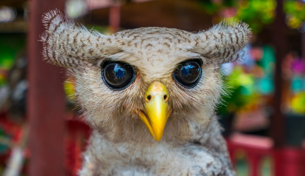 strix