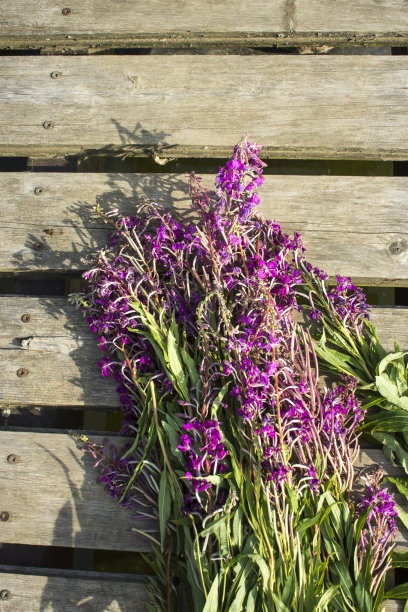 epilobium