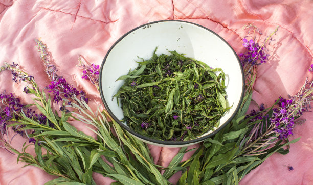 epilobium