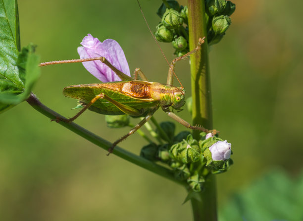 katydid