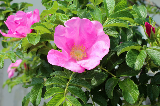 rugosa