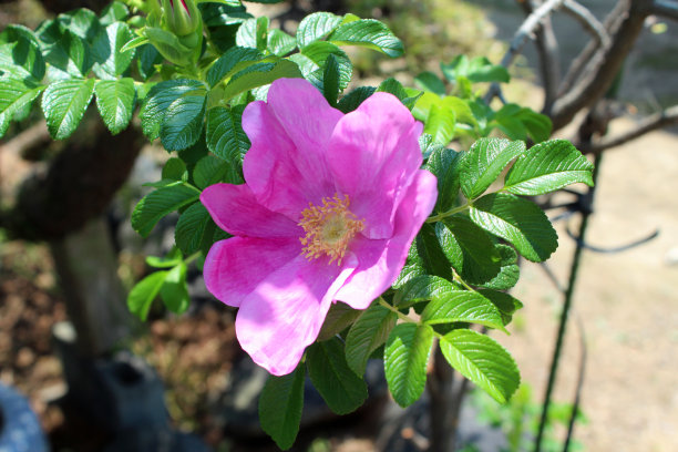 rugosa