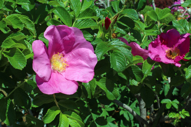 rugosa
