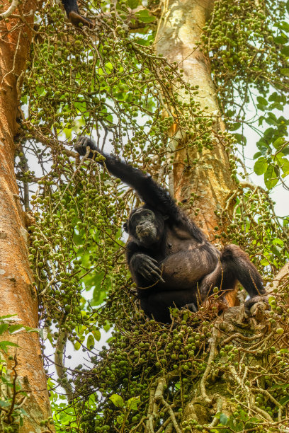 ape