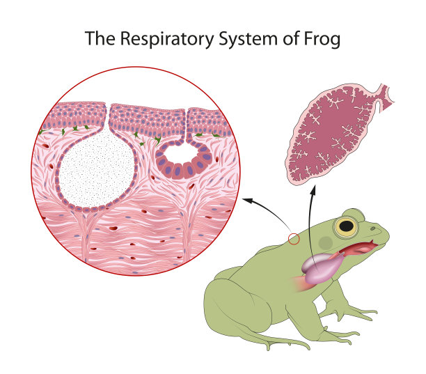 青蛙呼吸系统