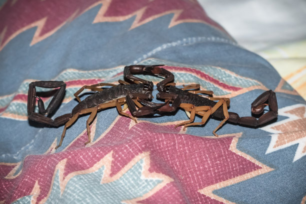 scorpio