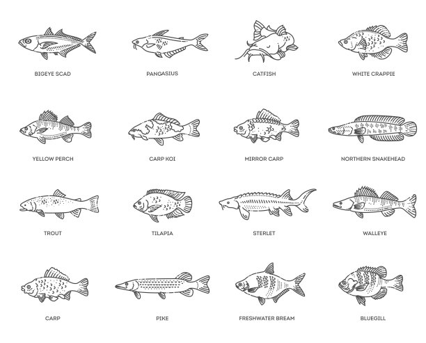 渔业,三文鱼,动物