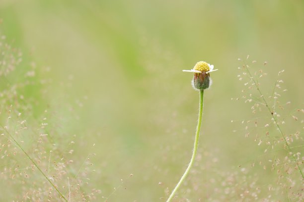 树枝与芦苇丛