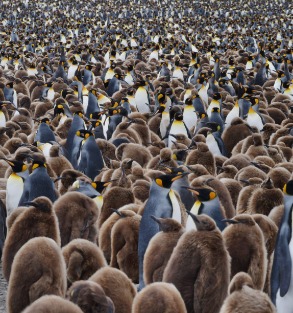 colony