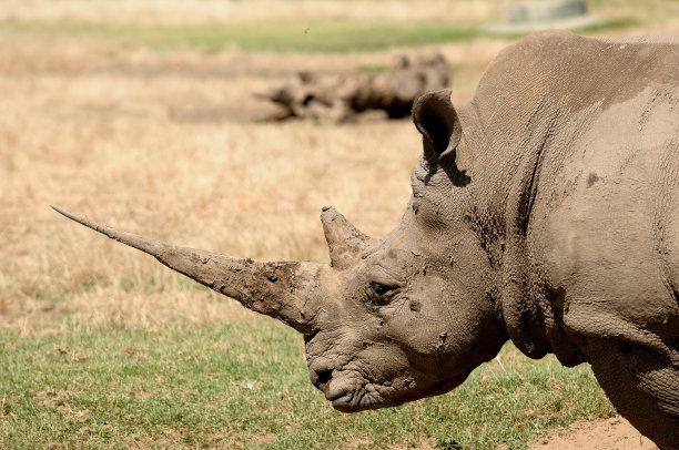 horned
