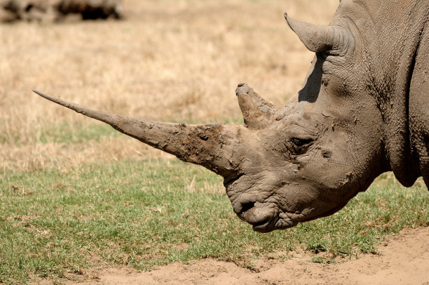 horned