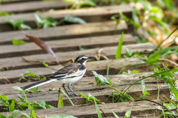 wagtail