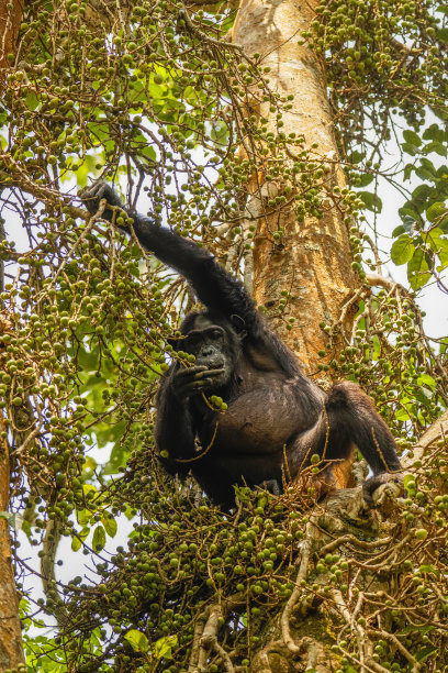 ape