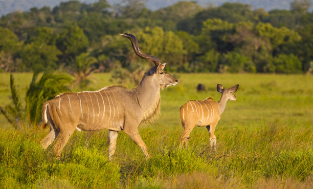 antelope