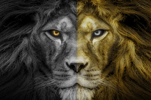 leo
