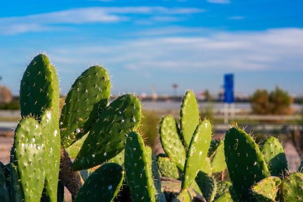 saguaro