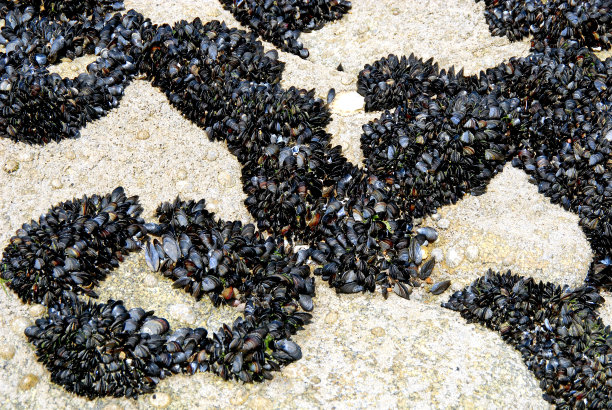 mussels