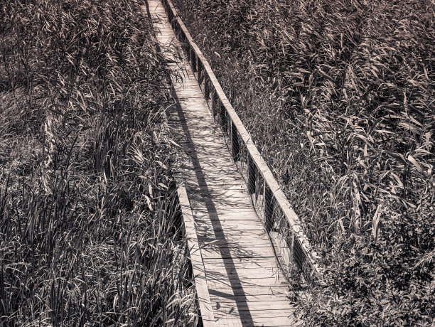 湿地公园观光步道台阶
