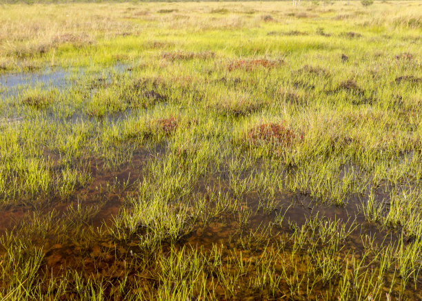marsh