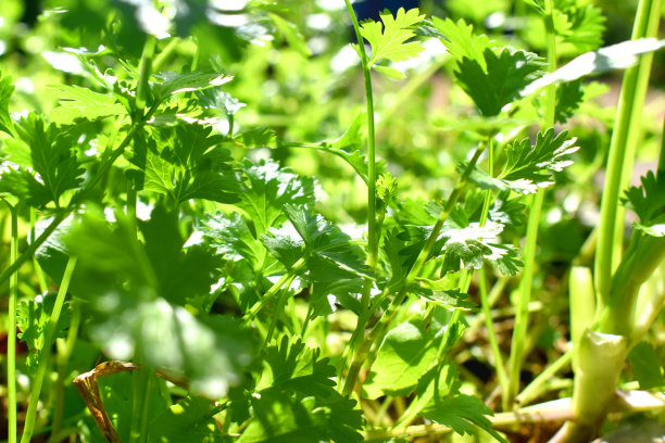 cilantro