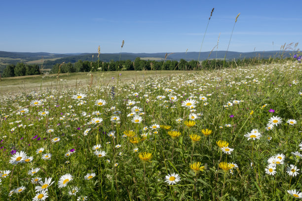 wildflowers