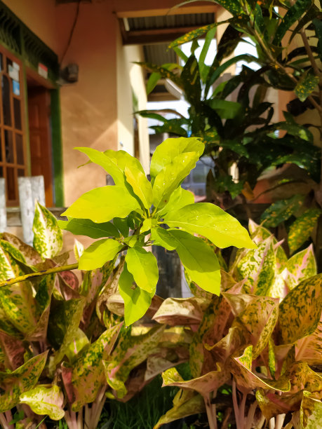 codiaeum