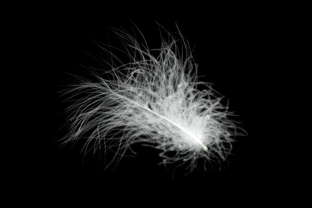 feathers