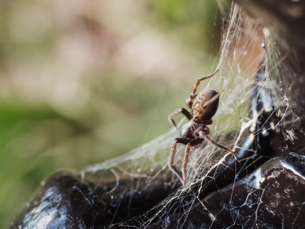 araneae
