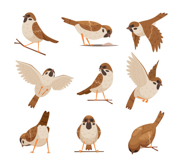 sparrow
