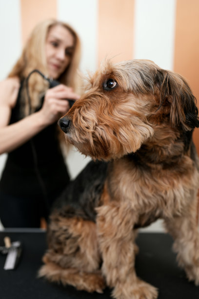 airedale