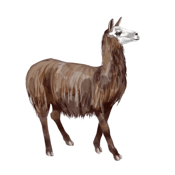 alpaca