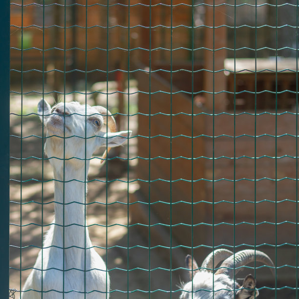 captivity