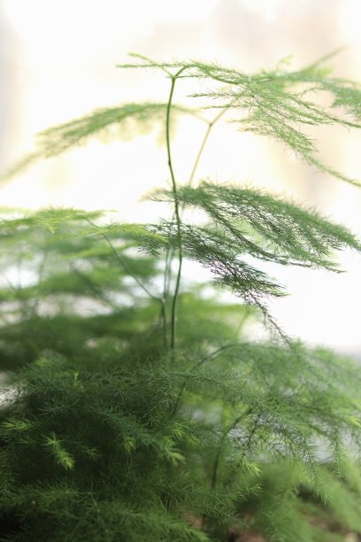 officinalis